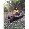 Image 3 : Trophy Saskatchewan Moose Hunt for 1 Hunter for 6 Days