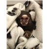 Image 1 : Common marmoset / ouistiti commun