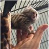 Image 2 : Common marmoset / ouistiti commun