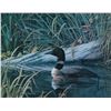 Image 2 : Framed limited edition print "Loon Mother and Young" pencil signed by artist Marla Wilson, 455/495. 