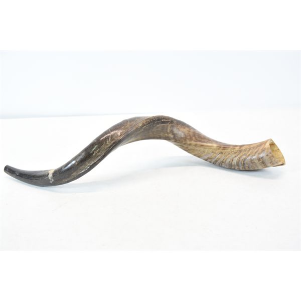 21.5" Ram's Horn
