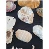 Image 10 : Sea Shell Collection