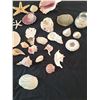 Image 14 : Sea Shell Collection