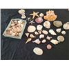 Image 1 : Sea Shell Collection