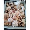 Image 2 : Sea Shell Collection