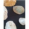 Image 9 : Sea Shell Collection