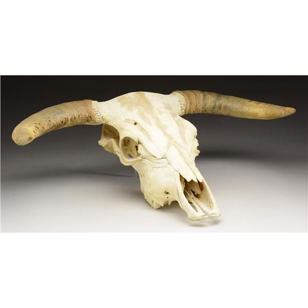 SUN BLEACHED COW SKULL WITH HORNS.