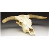 Image 1 : SUN BLEACHED COW SKULL WITH HORNS.