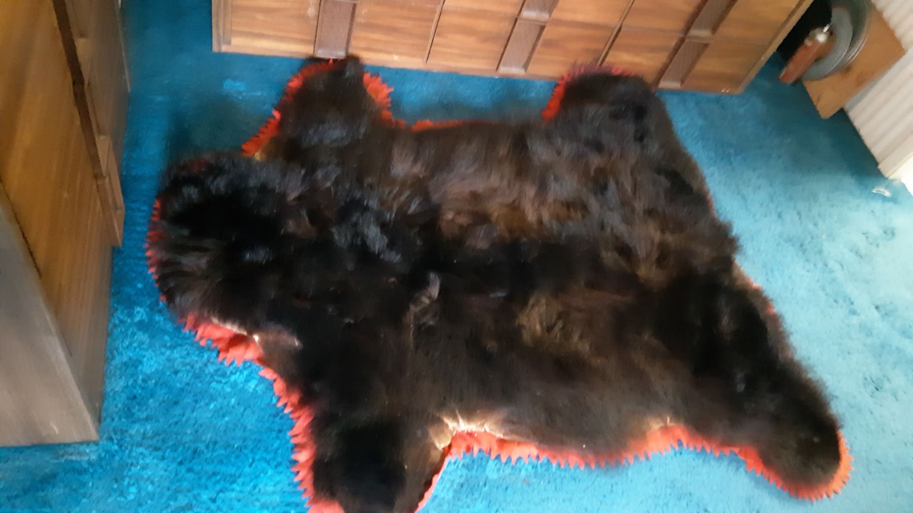 Bear Skin Rug Cat B