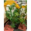 Image 1 : QUALITY SILK PLANT IN ROBUST BLACK PLANTER