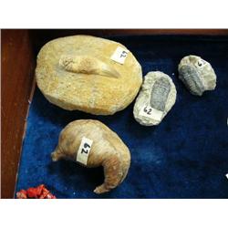 Lot of 3 fossils and 1 whale ear drum (3)