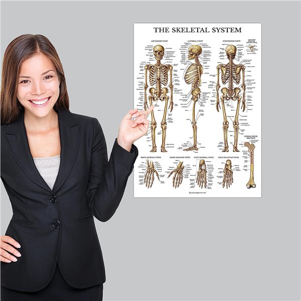 NEW LAMINATED SKELETAL SYSTEM POSTER 18  X 27 