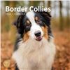 Image 1 : NEW BORDER COLLIES 2024 CALENDAR 12" X 12"