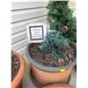Image 3 : Decorative Flower Pots Artificial Plants & Christmas Wreath