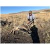 Image 1 : DIY Mule Deer Doe Hunt in Utah