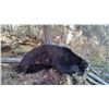 Image 1 : Wyoming Spring Black Bear Hunt