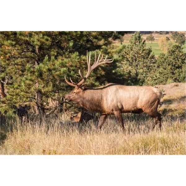 Idaho 1x1 Guided Bull Elk Hunt