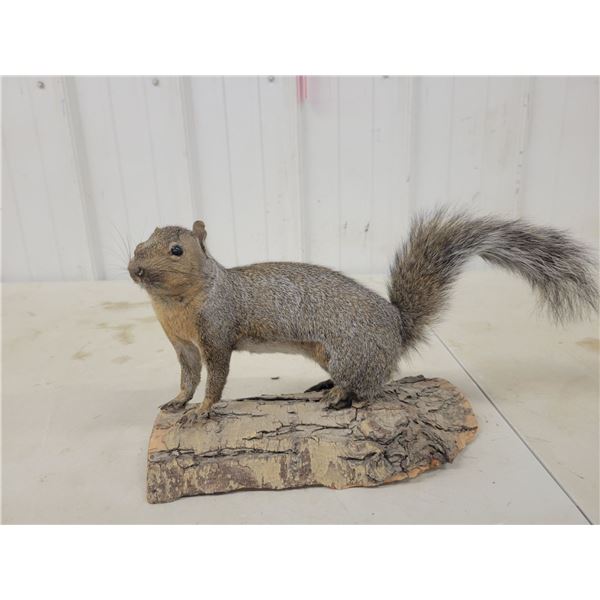 Grey Squirrel Mount