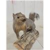 Image 3 : Grey Squirrel Mount