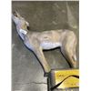 Image 2 : CABELAS BARRICADE TARGET AND DEER DECOY W/ SCENT