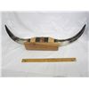 Image 4 : Texas Long Horns Mounted 700