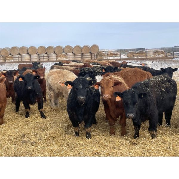 Austin Hines - 720# Steers - 85 Head (Marwayne, AB)