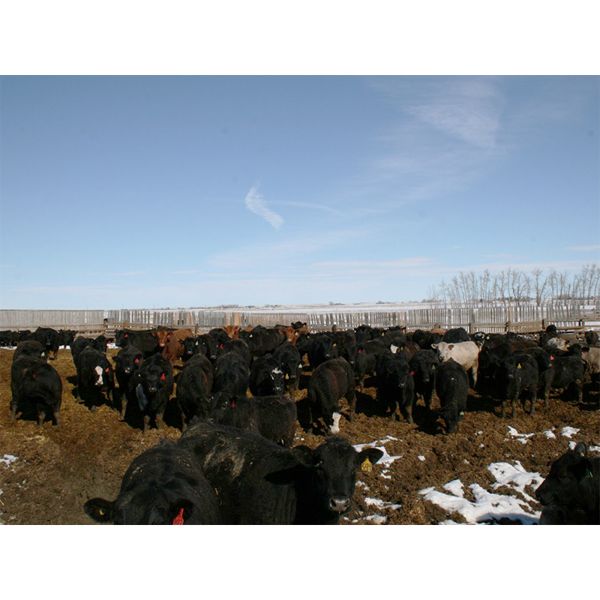 Ryan Chipman - 885# Heifers - 150 Head (Raymond, AB)