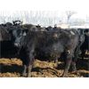 Image 2 : Ryan Chipman - 885# Heifers - 150 Head (Raymond, AB)