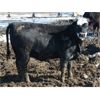 Image 4 : Ryan Chipman - 885# Heifers - 150 Head (Raymond, AB)
