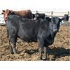 Image 5 : Ryan Chipman - 885# Heifers - 150 Head (Raymond, AB)