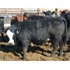 Image 6 : Ryan Chipman - 885# Heifers - 150 Head (Raymond, AB)