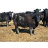 Image 7 : Ryan Chipman - 885# Heifers - 150 Head (Raymond, AB)