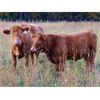 Image 3 : KS Cattle Corp./G+ Farms Ltd. - 775# October Delivery Steer Calves - 75 Head (Spiritwood, SK)