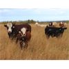Image 8 : KS Cattle Corp./G+ Farms Ltd. - 775# October Delivery Steer Calves - 75 Head (Spiritwood, SK)