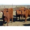 Image 2 : Jeff & Bonnie Resch - Red/RBF Replacement Heifers - 32 Head (Leader, SK) VBP+