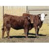 Image 3 : Jeff & Bonnie Resch - Red/RBF Replacement Heifers - 32 Head (Leader, SK) VBP+