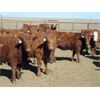 Image 4 : Jeff & Bonnie Resch - Red/RBF Replacement Heifers - 32 Head (Leader, SK) VBP+