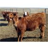 Image 5 : Jeff & Bonnie Resch - Red/RBF Replacement Heifers - 32 Head (Leader, SK) VBP+