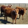 Image 6 : Jeff & Bonnie Resch - Red/RBF Replacement Heifers - 32 Head (Leader, SK) VBP+