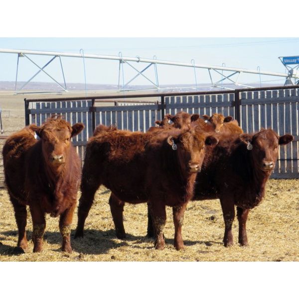 Jeff & Bonnie Resch - Red/RBF Replacement Heifers - 32 Head (Leader, SK) VBP+