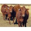 Image 2 : Jeff & Bonnie Resch - Red/RBF Replacement Heifers - 32 Head (Leader, SK) VBP+