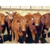 Image 3 : Jeff & Bonnie Resch - Red/RBF Replacement Heifers - 32 Head (Leader, SK) VBP+