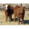 Image 4 : Jeff & Bonnie Resch - Red/RBF Replacement Heifers - 32 Head (Leader, SK) VBP+