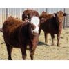 Image 5 : Jeff & Bonnie Resch - Red/RBF Replacement Heifers - 32 Head (Leader, SK) VBP+