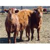 Image 6 : Jeff & Bonnie Resch - Red/RBF Replacement Heifers - 32 Head (Leader, SK) VBP+