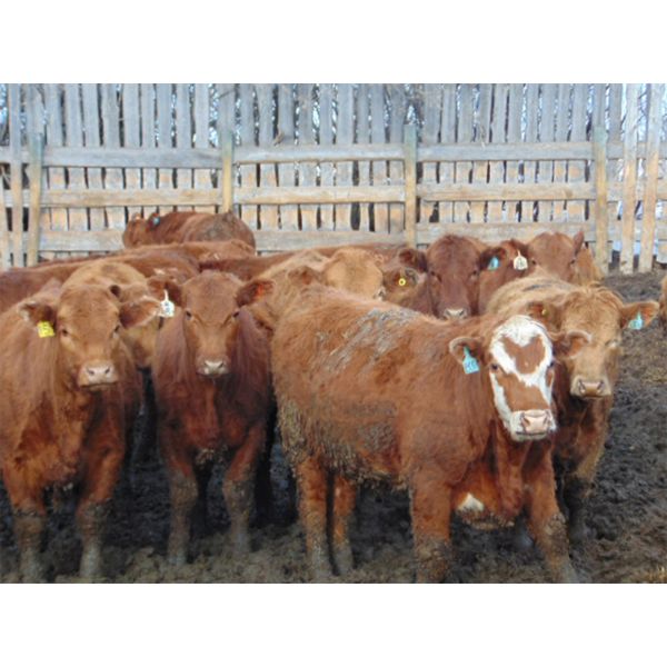 Rob Mossey - 880# Steers - 70 Head (Vauxhall, AB)