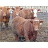 Image 2 : Rob Mossey - 880# Steers - 70 Head (Vauxhall, AB)