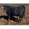 Image 10 : Eric Tarrant - 718# Heifers - 66 Head (Claresholm, AB)