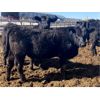 Image 2 : Eric Tarrant - 718# Heifers - 66 Head (Claresholm, AB)
