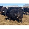 Image 3 : Eric Tarrant - 718# Heifers - 66 Head (Claresholm, AB)